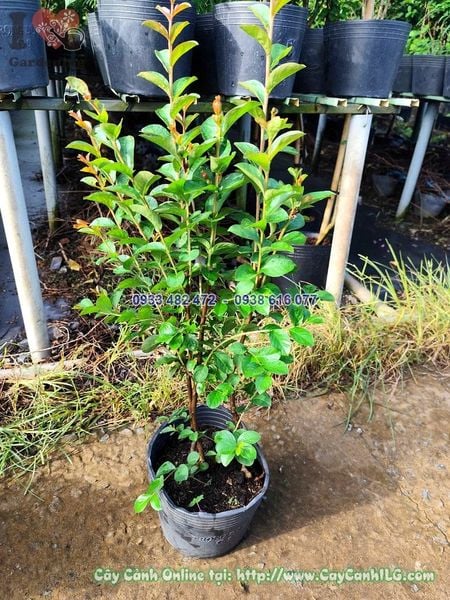 Cây Hoa Tường Vi Cao 40cm