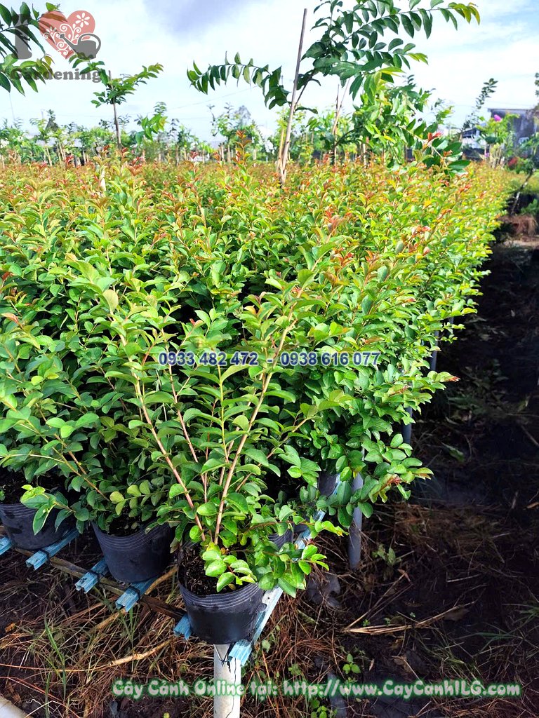 Hoa tường vi đỏ nở trên cây cao 40cm