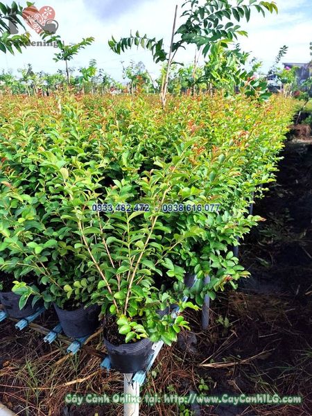 Cây Hoa Tường Vi Cao 40cm