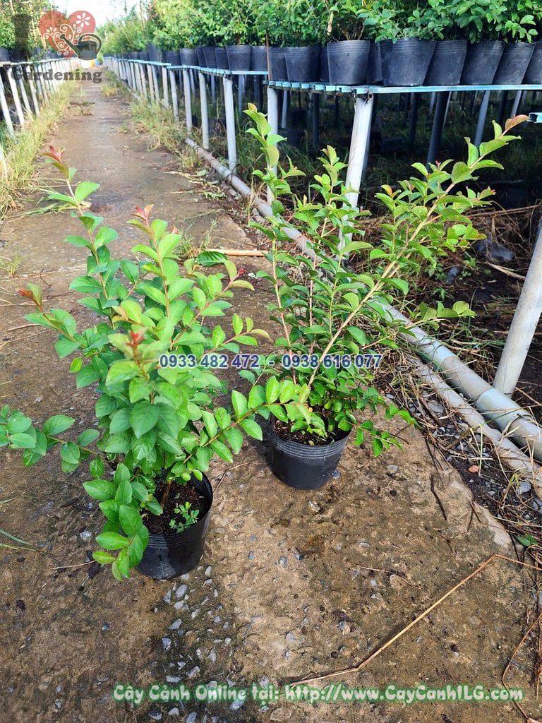 Cây hoa tường vi mini 40cm làm quà tặng