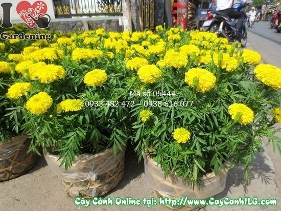 Cây Hoa Cúc Vạn Thọ – Ý Nghĩa, Cách Chăm Sóc & Mua Bán Sỉ Lẻ Giá Tốt Tại TP.HCM