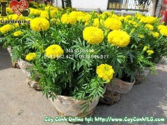 Cây Hoa Cúc Vạn Thọ – Ý Nghĩa, Cách Chăm Sóc & Mua Bán Sỉ Lẻ Giá Tốt Tại TP.HCM