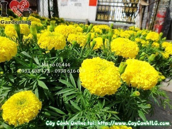 Cây Hoa Cúc Vạn Thọ – Ý Nghĩa, Cách Chăm Sóc & Mua Bán Sỉ Lẻ Giá Tốt Tại TP.HCM