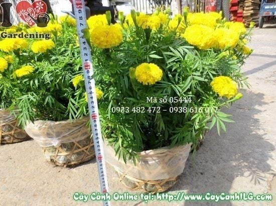 Cây Hoa Cúc Vạn Thọ – Ý Nghĩa, Cách Chăm Sóc & Mua Bán Sỉ Lẻ Giá Tốt Tại TP.HCM