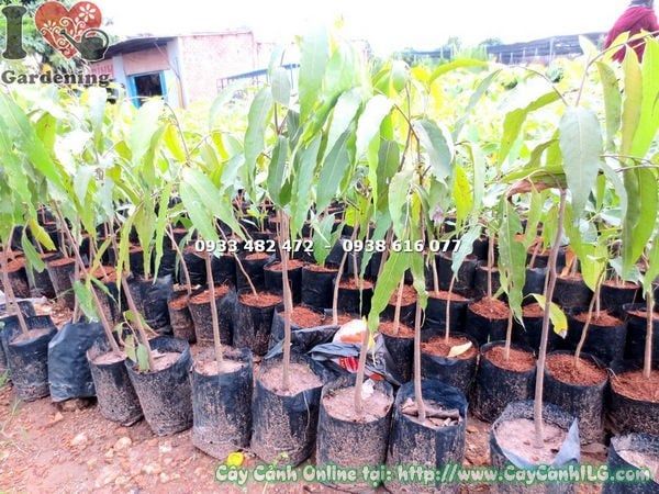 Cây Hoàng Nam – Ý Nghĩa, Cách Chăm Sóc & Mua Bán Sỉ Lẻ Giá Tốt Tại TP.HCM