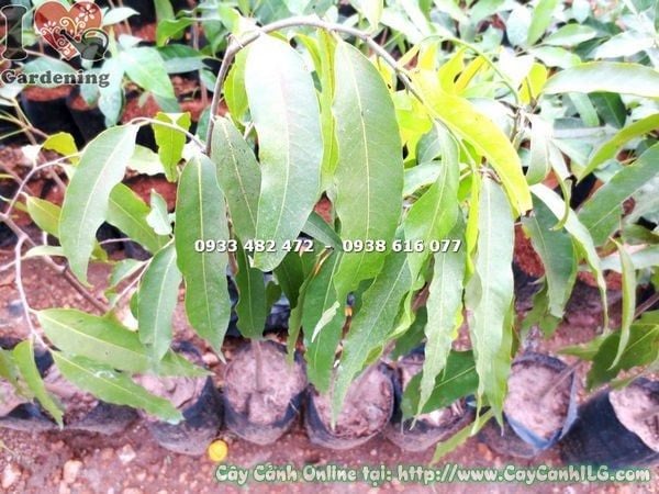 Cây Hoàng Nam – Ý Nghĩa, Cách Chăm Sóc & Mua Bán Sỉ Lẻ Giá Tốt Tại TP.HCM