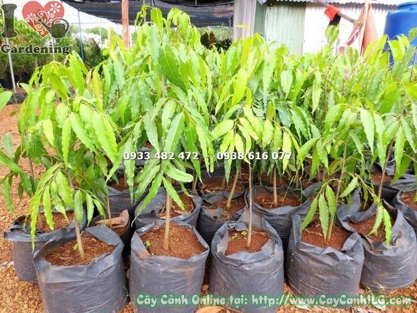 Cây Hoàng Nam – Ý Nghĩa, Cách Chăm Sóc & Mua Bán Sỉ Lẻ Giá Tốt Tại TP.HCM