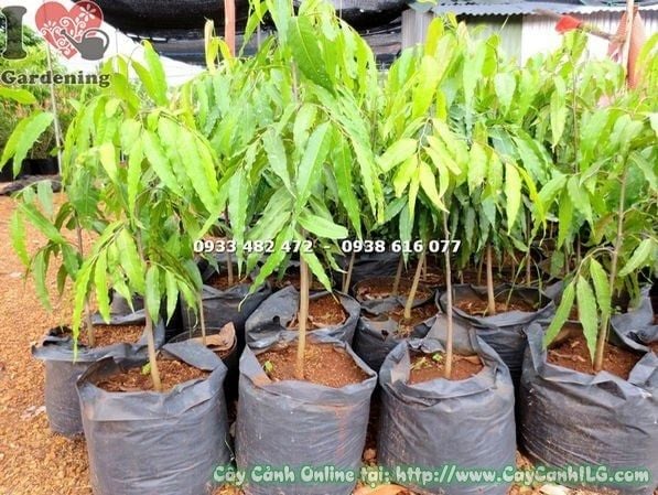 Cây Hoàng Nam – Ý Nghĩa, Cách Chăm Sóc & Mua Bán Sỉ Lẻ Giá Tốt Tại TP.HCM