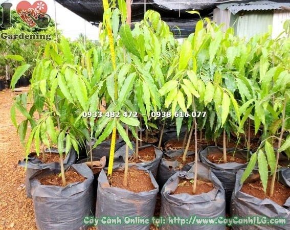 Cây Hoàng Nam – Ý Nghĩa, Cách Chăm Sóc & Mua Bán Sỉ Lẻ Giá Tốt Tại TP.HCM