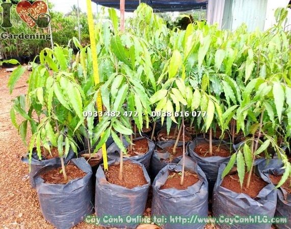 Cây Hoàng Nam – Ý Nghĩa, Cách Chăm Sóc & Mua Bán Sỉ Lẻ Giá Tốt Tại TP.HCM