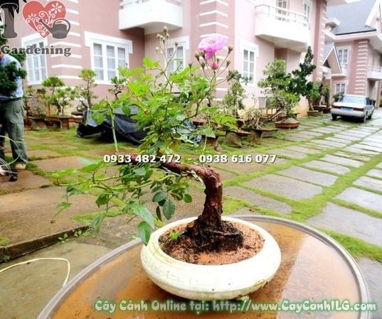 Cây Hồng Leo – Ý Nghĩa, Cách Chăm Sóc & Mua Bán Sỉ Lẻ Giá Tốt Tại TP.HCM