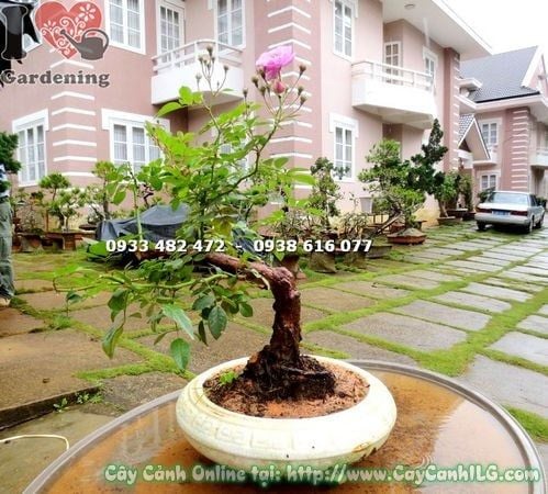 Cây Hồng Leo – Ý Nghĩa, Cách Chăm Sóc & Mua Bán Sỉ Lẻ Giá Tốt Tại TP.HCM