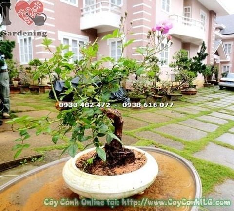 Cây Hồng Leo – Ý Nghĩa, Cách Chăm Sóc & Mua Bán Sỉ Lẻ Giá Tốt Tại TP.HCM