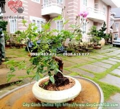 Cây Hồng Leo – Ý Nghĩa, Cách Chăm Sóc & Mua Bán Sỉ Lẻ Giá Tốt Tại TP.HCM
