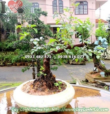 Cây Hồng Leo – Ý Nghĩa, Cách Chăm Sóc & Mua Bán Sỉ Lẻ Giá Tốt Tại TP.HCM