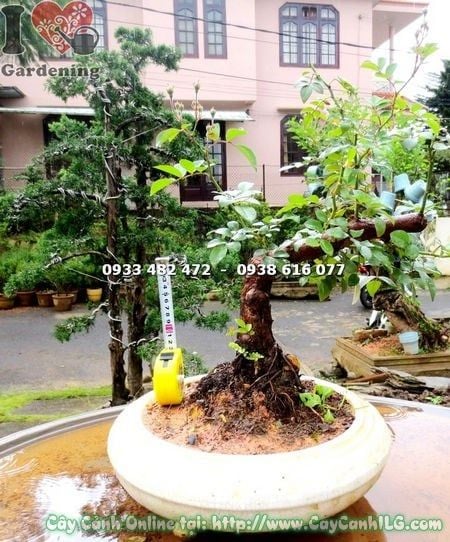 Cây Hồng Leo – Ý Nghĩa, Cách Chăm Sóc & Mua Bán Sỉ Lẻ Giá Tốt Tại TP.HCM