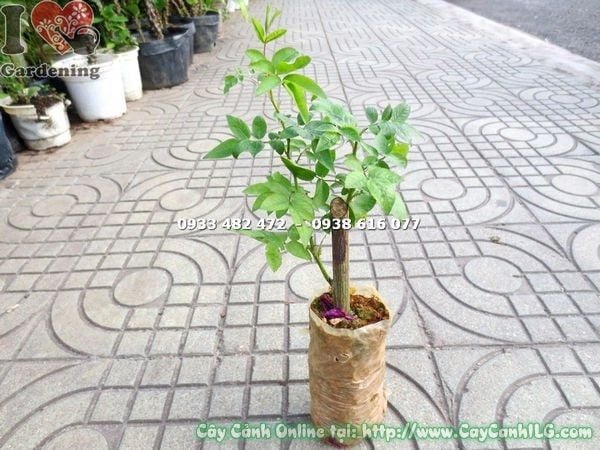 Cây Hồng Leo – Ý Nghĩa, Cách Chăm Sóc & Mua Bán Sỉ Lẻ Giá Tốt Tại TP.HCM
