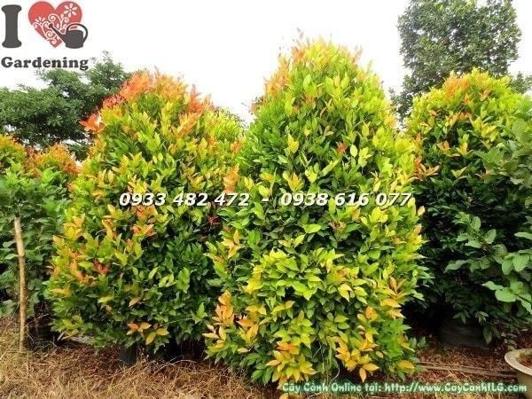 Cây Hồng Lộc – Ý Nghĩa, Cách Chăm Sóc & Mua Bán Sỉ Lẻ Giá Tốt Tại TP.HCM