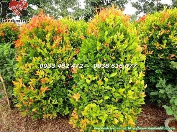 Cây Hồng Lộc – Ý Nghĩa, Cách Chăm Sóc & Mua Bán Sỉ Lẻ Giá Tốt Tại TP.HCM