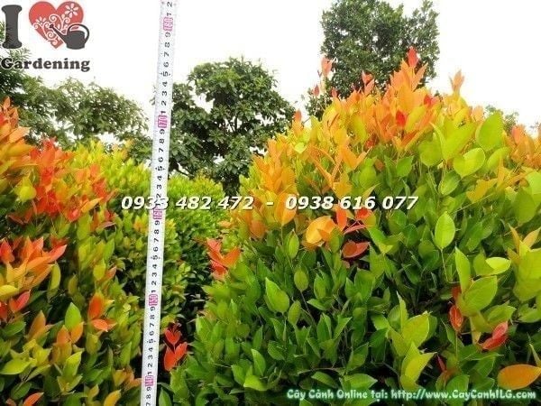 Cây Hồng Lộc – Ý Nghĩa, Cách Chăm Sóc & Mua Bán Sỉ Lẻ Giá Tốt Tại TP.HCM