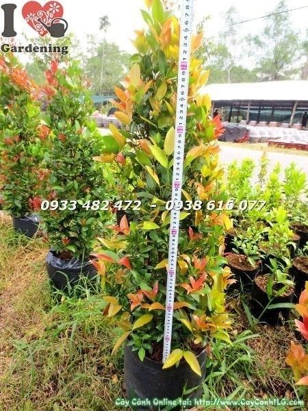 Cây Hồng Lộc Đỏ – Ý Nghĩa, Cách Chăm Sóc & Mua Bán Sỉ Lẻ Giá Tốt Tại TP.HCM