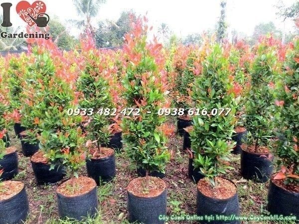 Cây Hồng Lộc Đỏ – Ý Nghĩa, Cách Chăm Sóc & Mua Bán Sỉ Lẻ Giá Tốt Tại TP.HCM