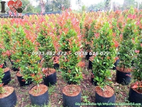 Cây Hồng Lộc Đỏ – Ý Nghĩa, Cách Chăm Sóc & Mua Bán Sỉ Lẻ Giá Tốt Tại TP.HCM
