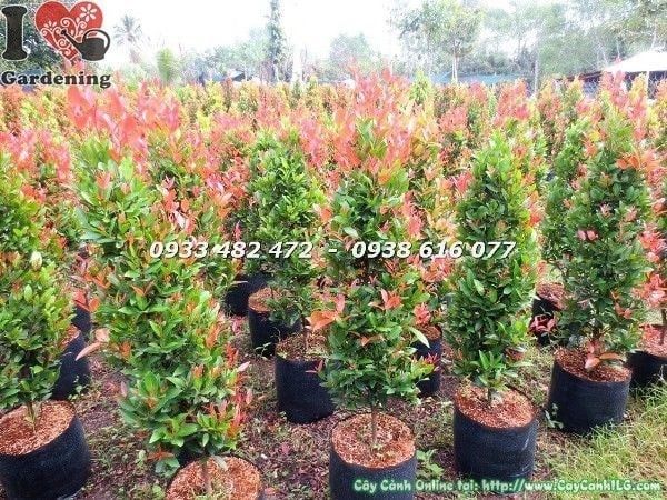 Cây Hồng Lộc Đỏ – Ý Nghĩa, Cách Chăm Sóc & Mua Bán Sỉ Lẻ Giá Tốt Tại TP.HCM