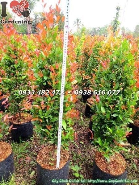 Cây Hồng Lộc Đỏ – Ý Nghĩa, Cách Chăm Sóc & Mua Bán Sỉ Lẻ Giá Tốt Tại TP.HCM