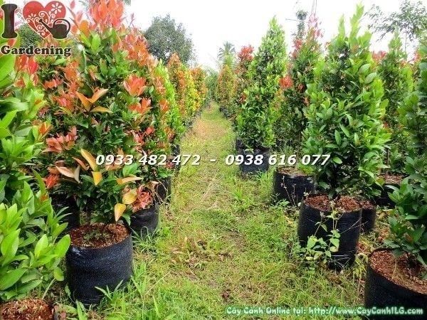 Cây Hồng Lộc Đỏ – Ý Nghĩa, Cách Chăm Sóc & Mua Bán Sỉ Lẻ Giá Tốt Tại TP.HCM