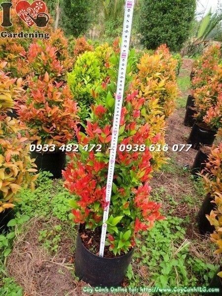 Cây Hồng Lộc – Ý Nghĩa, Cách Chăm Sóc & Mua Bán Sỉ Lẻ Giá Tốt Tại TP.HCM
