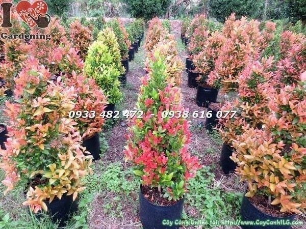 Cây Hồng Lộc – Ý Nghĩa, Cách Chăm Sóc & Mua Bán Sỉ Lẻ Giá Tốt Tại TP.HCM