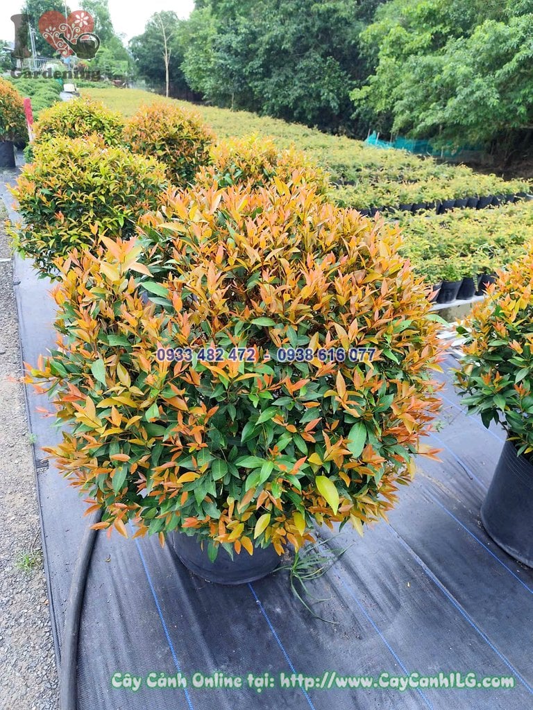Cây Hồng Lộc Tán Tròn Cao 60cm dáng cầu đẹp