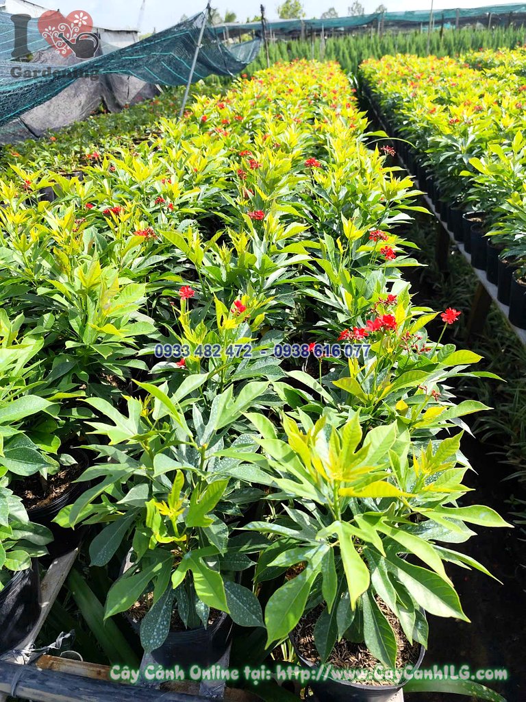 Cây hồng mai cao 30cm dáng nhỏ gọn trồng chậu