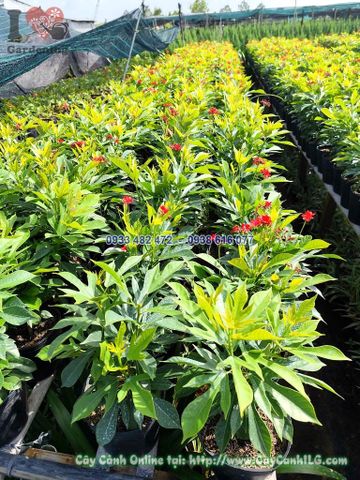 Cây Hồng Mai Cao 30cm