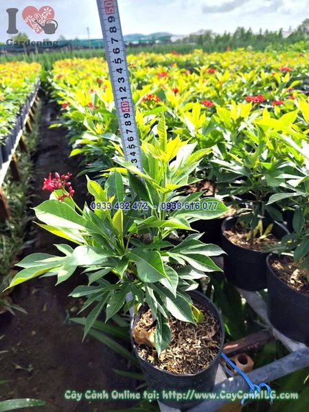 Cây Hồng Mai Cao 30cm