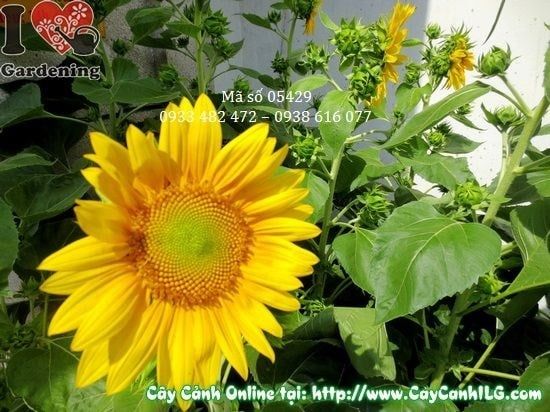 Cây Hướng Dương – Ý Nghĩa, Cách Chăm Sóc & Mua Bán Sỉ Lẻ Giá Tốt Tại TP.HCM