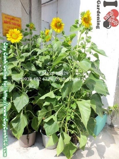 Cây Hướng Dương – Ý Nghĩa, Cách Chăm Sóc & Mua Bán Sỉ Lẻ Giá Tốt Tại TP.HCM