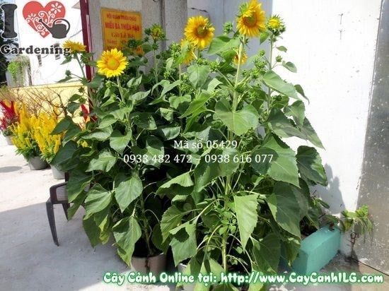 Cây Hướng Dương – Ý Nghĩa, Cách Chăm Sóc & Mua Bán Sỉ Lẻ Giá Tốt Tại TP.HCM