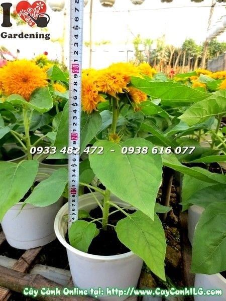 Cây Hướng Dương – Ý Nghĩa, Cách Chăm Sóc & Mua Bán Sỉ Lẻ Giá Tốt Tại TP.HCM