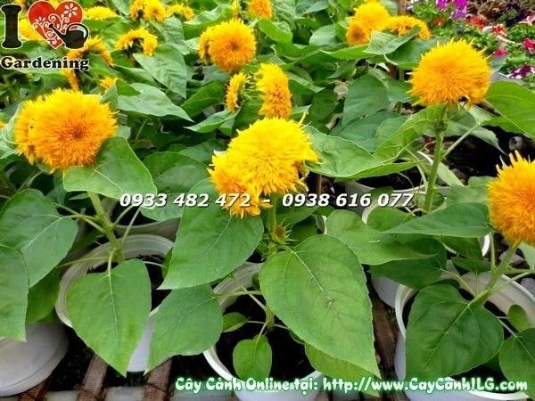 Cây Hướng Dương – Ý Nghĩa, Cách Chăm Sóc & Mua Bán Sỉ Lẻ Giá Tốt Tại TP.HCM