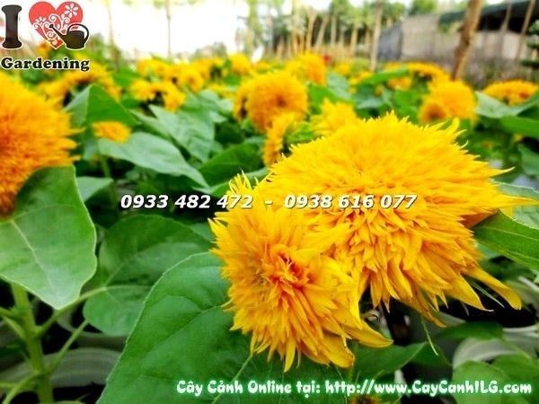 Cây Hướng Dương – Ý Nghĩa, Cách Chăm Sóc & Mua Bán Sỉ Lẻ Giá Tốt Tại TP.HCM