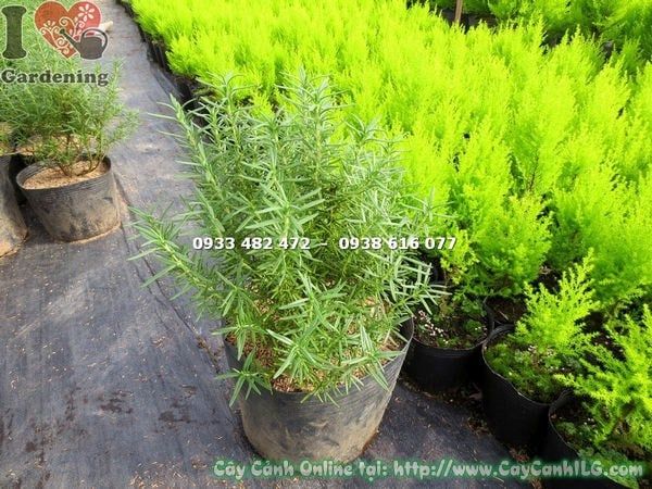 Cây Hương Thảo – Ý Nghĩa, Cách Chăm Sóc & Mua Bán Sỉ Lẻ Giá Tốt Tại TP.HCM
