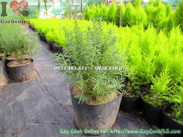 Cây Hương Thảo – Ý Nghĩa, Cách Chăm Sóc & Mua Bán Sỉ Lẻ Giá Tốt Tại TP.HCM