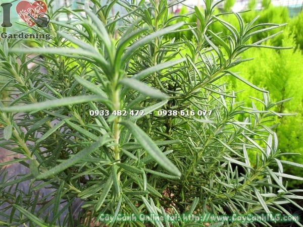 Cây Hương Thảo – Ý Nghĩa, Cách Chăm Sóc & Mua Bán Sỉ Lẻ Giá Tốt Tại TP.HCM