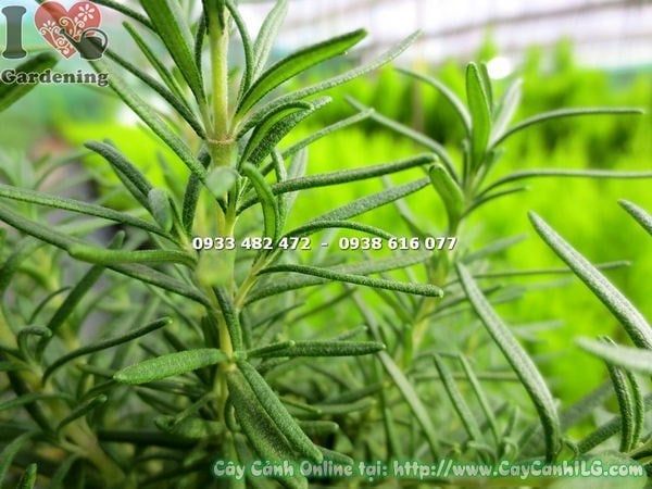 Cây Hương Thảo – Ý Nghĩa, Cách Chăm Sóc & Mua Bán Sỉ Lẻ Giá Tốt Tại TP.HCM