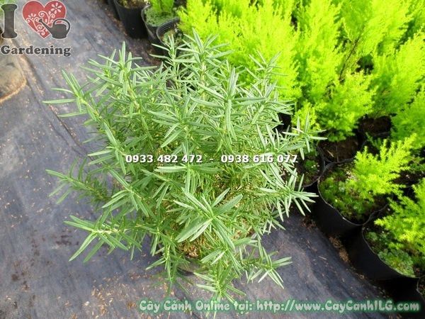 Cây Hương Thảo – Ý Nghĩa, Cách Chăm Sóc & Mua Bán Sỉ Lẻ Giá Tốt Tại TP.HCM