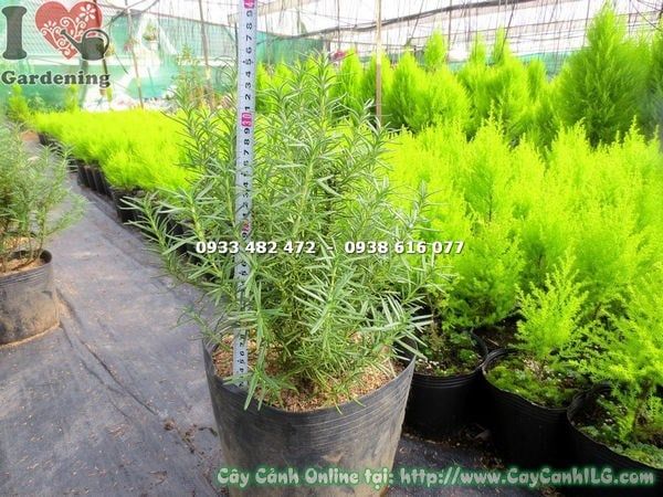 Cây Hương Thảo – Ý Nghĩa, Cách Chăm Sóc & Mua Bán Sỉ Lẻ Giá Tốt Tại TP.HCM