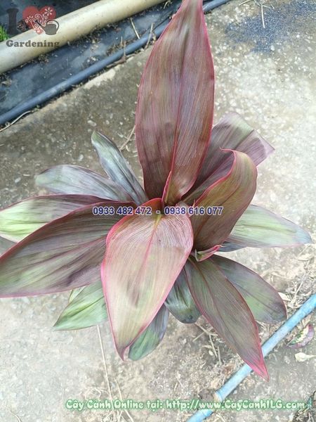 Cây Huyết Dụ – Ý Nghĩa, Cách Chăm Sóc & Mua Bán Sỉ Lẻ Giá Tốt Tại TP.HCM