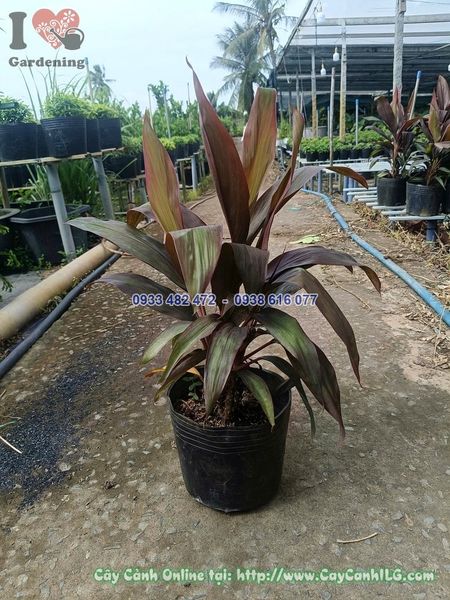 Cây Huyết Dụ Cao 50cm